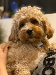 Meet your Posher, Beth